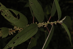 Debregeasia longifolia